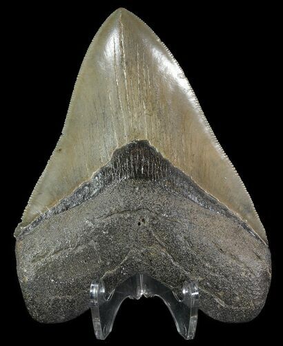 Serrated, Megalodon Tooth - Georgia #70038